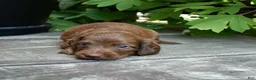 Miniature Dachshund dogs for sale: Pauli - Ad 4