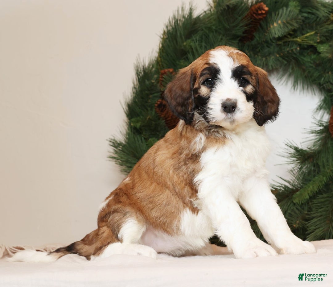 Saint Berdoodles dogs for sale: Cinnamon - Ad 4