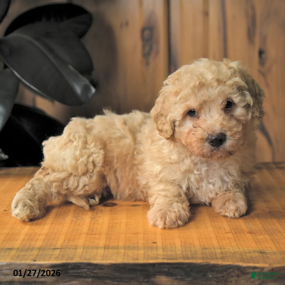 Miniature Poodle dogs for sale: Blubber - Ad 3