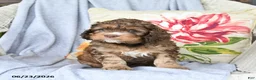 Cockapoo dogs for sale: Snuggles   - Ad 2