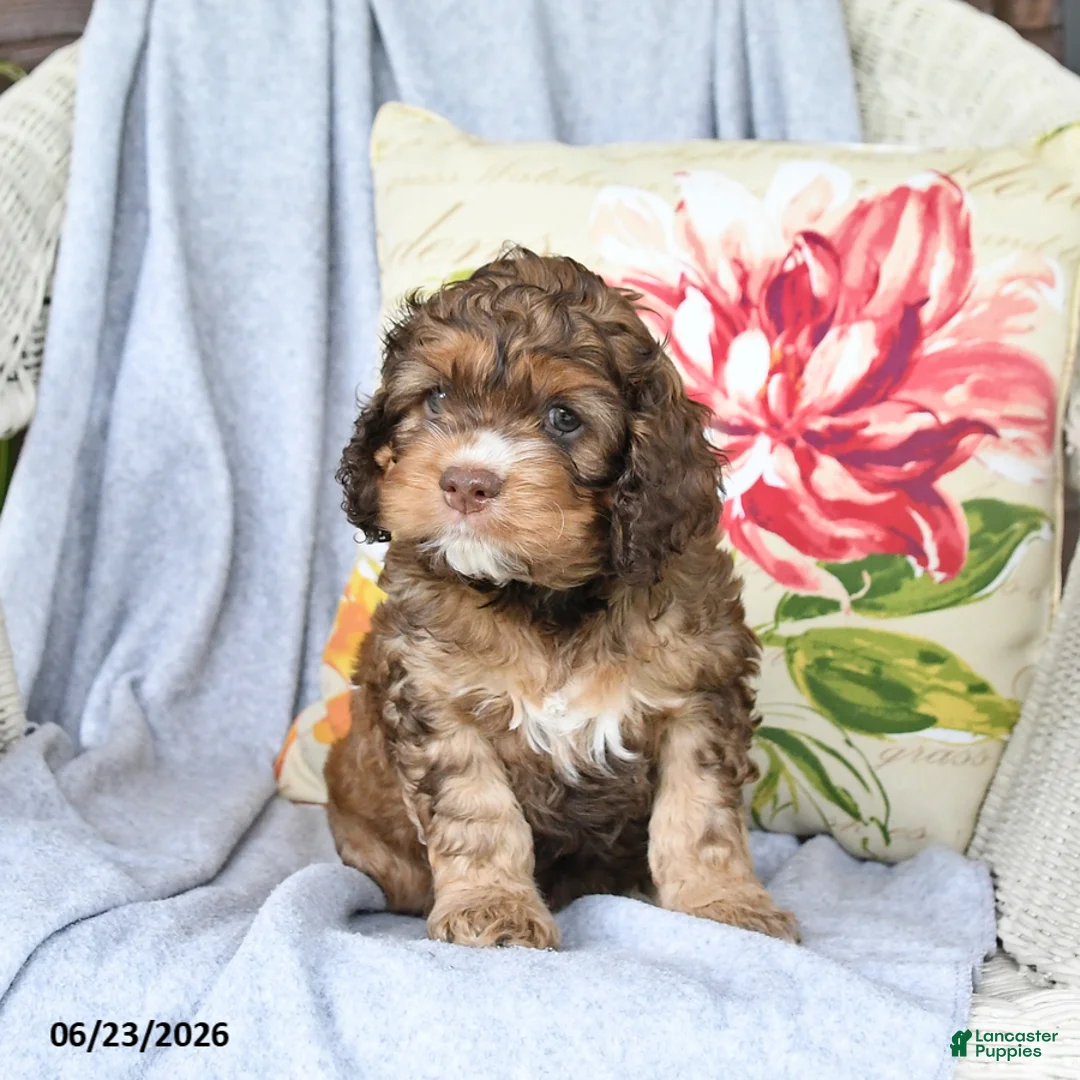Cockapoo dogs for sale: Snuggles   - Ad 2
