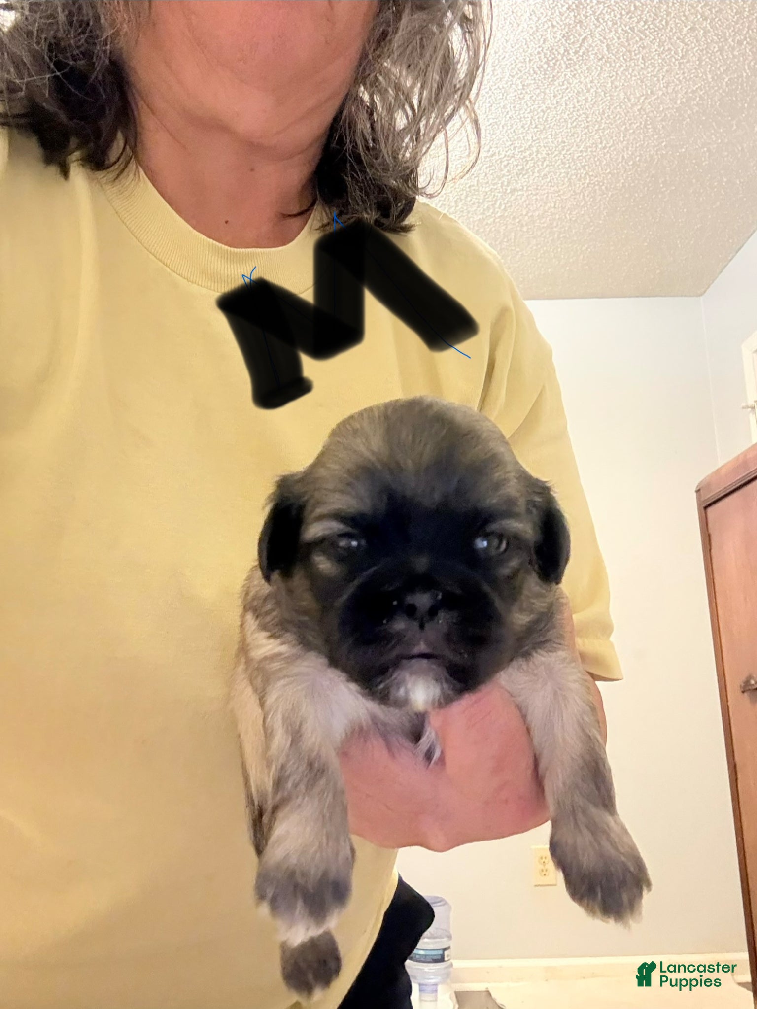 Shih Tzu dogs Shih Tzu Puppy 2 - Ad 9