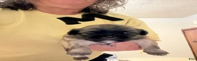 Shih Tzu Puppy 2