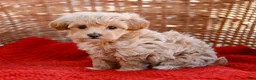 Maltipoo dogs for sale: Star - Ad 3
