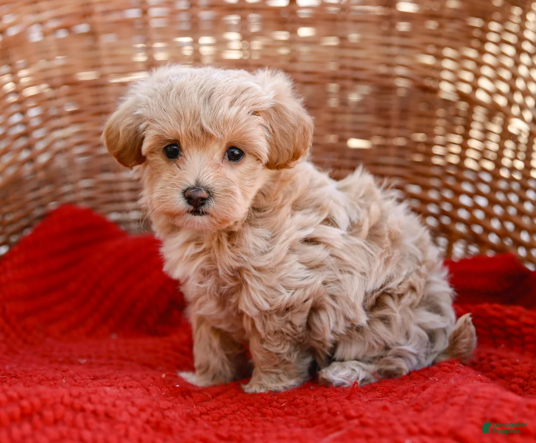 Maltipoo dogs for sale: Star - Ad 3