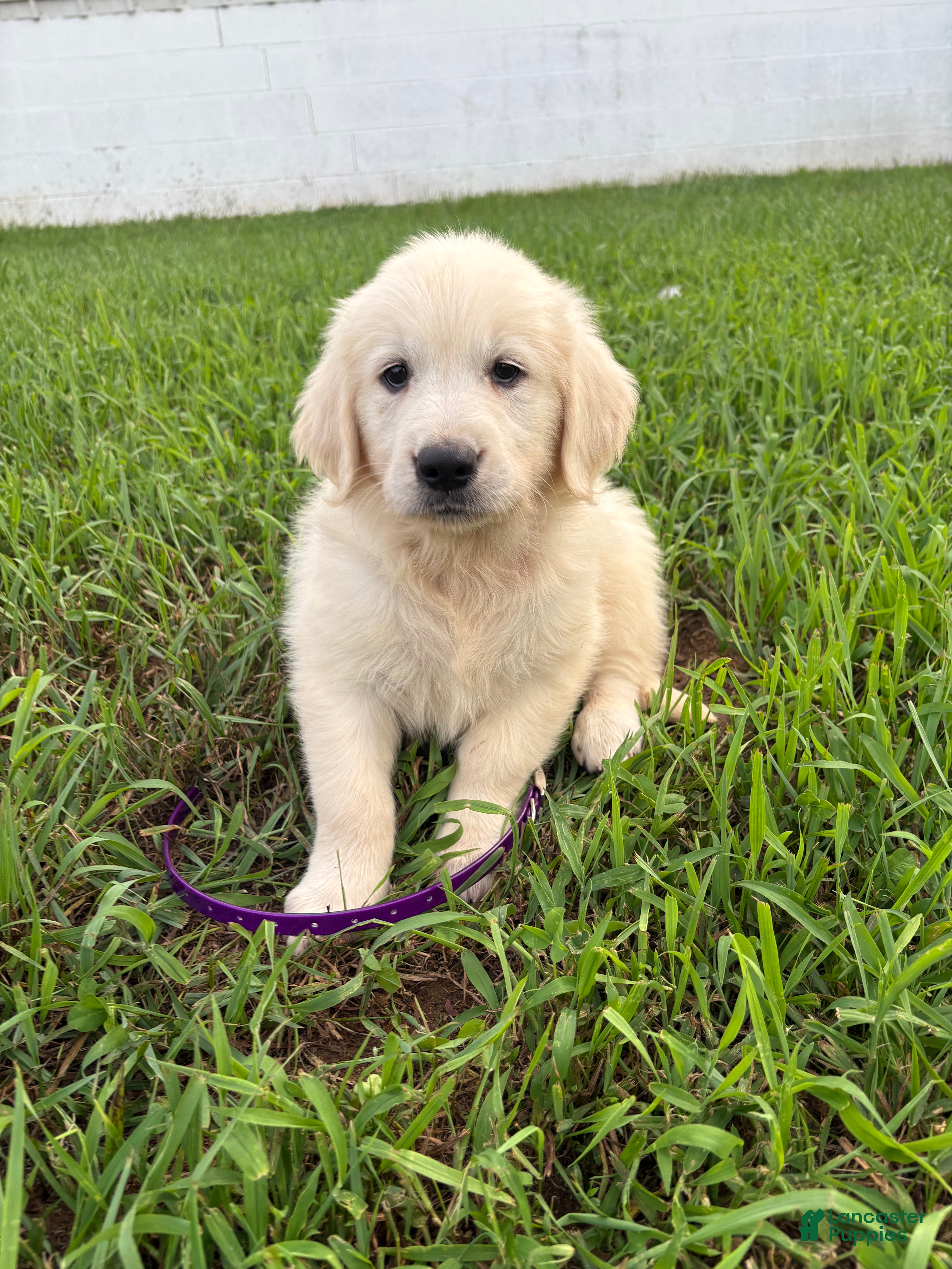 Golden Retriever dogs Dixie  - Ad 1