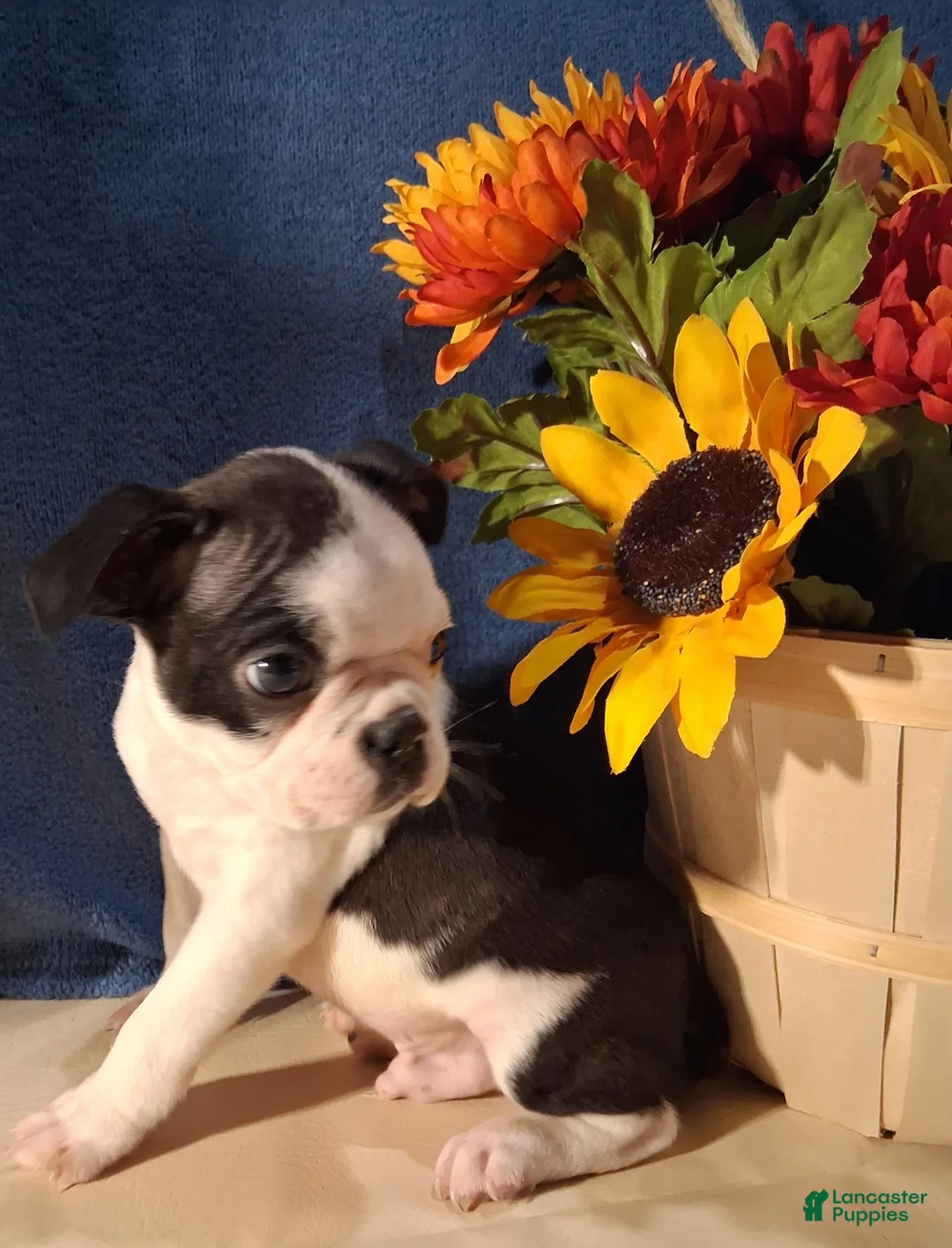 Boston Terrier dogs for sale: Evan - Ad 6