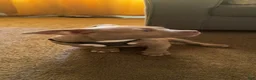 American Bully dogs for sale: Draco - Ad 3