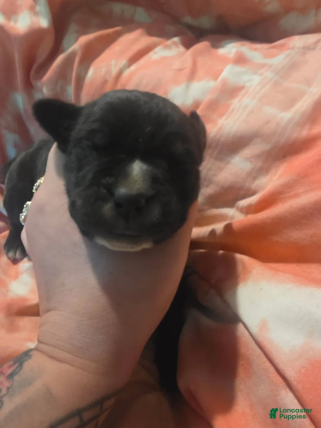 Cane Corso dogs for sale: Black Male Brindle - Ad 2