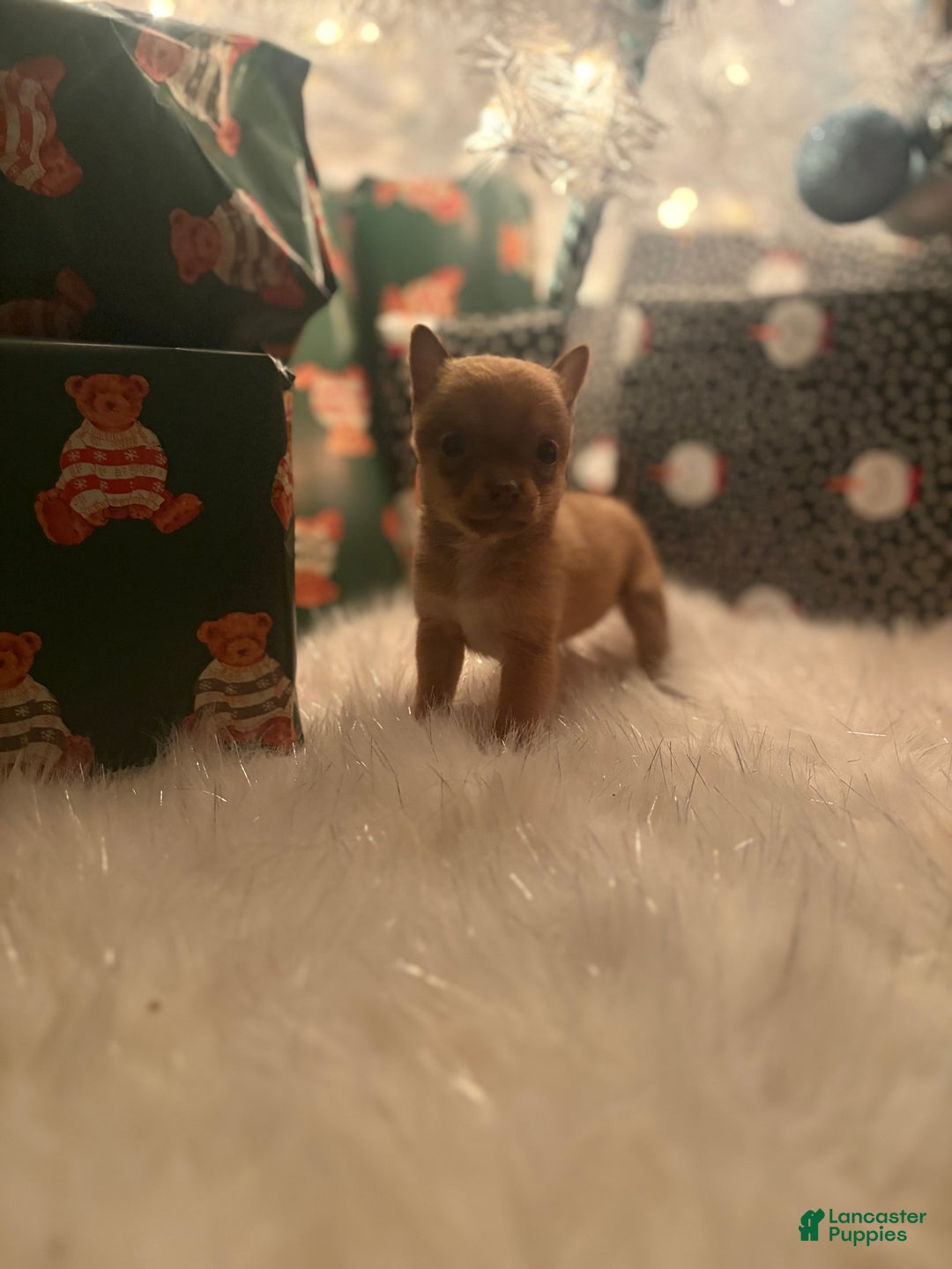 Pomchi dogs for sale: Pomchi Puppy 5 vicky - Ad 1