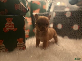 Pomchi dogs Pomchi Puppy 5 vicky - Ad 7