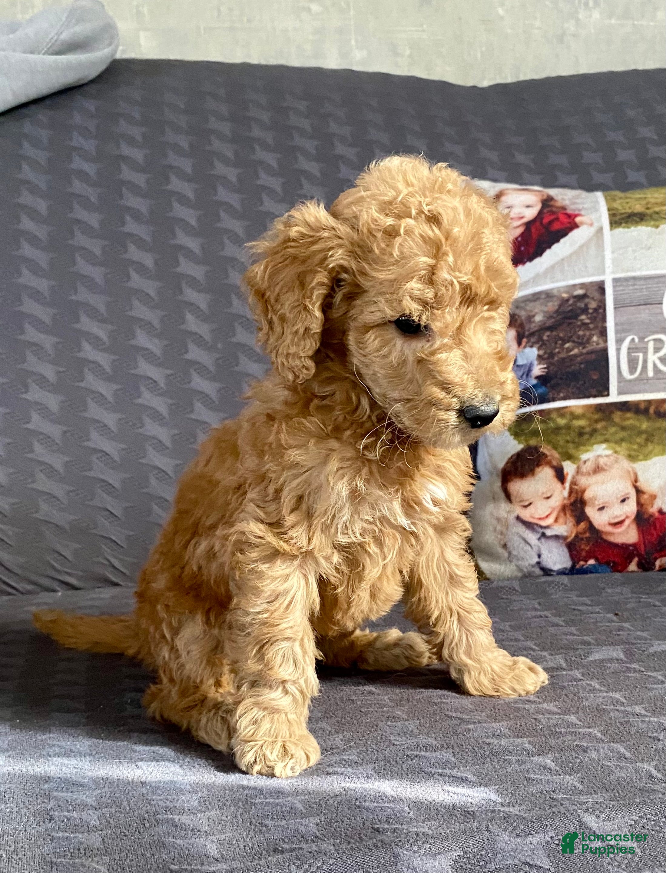 Standard Poodle dogs Carl - Ad 37