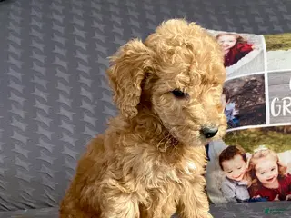 Standard Poodle dogs Carl - Ad 37