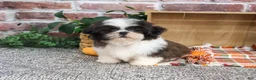 Shih Tzu dogs for sale: Abel - Ad 5