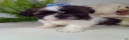 Shih Tzu dogs for sale: Annie  - Ad 5