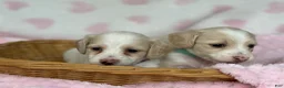 Miniature Dachshund dogs for sale: 2nd pick - Ad 2