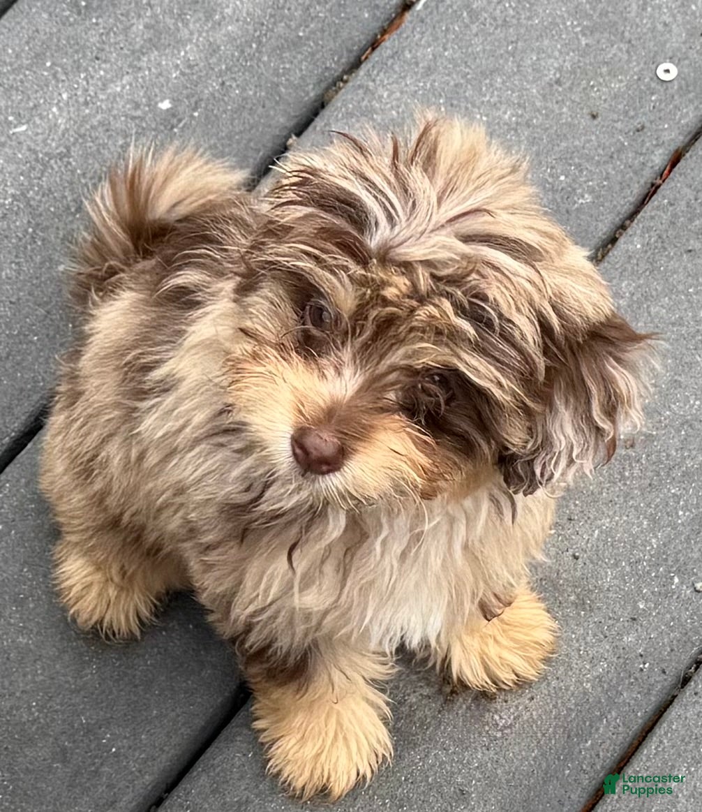 Maltipoo dogs VERY RARE chocolate MERLE Phantom Maltipoo Half Korean Puppy 2 - Ad 2