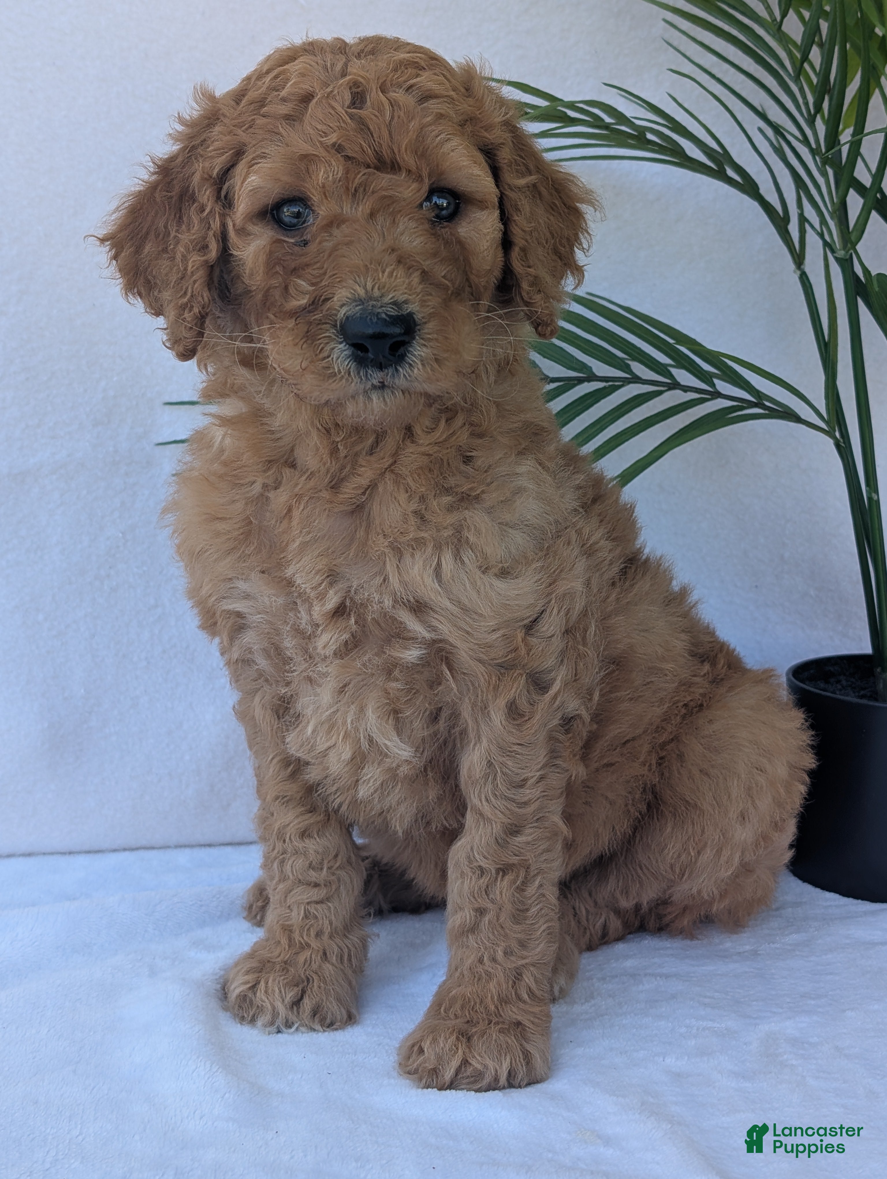 Goldendoodle dogs Kailey - Ad 2