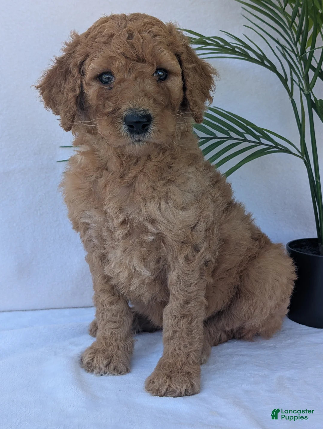 Goldendoodle dogs for sale: Kailey - Ad 2