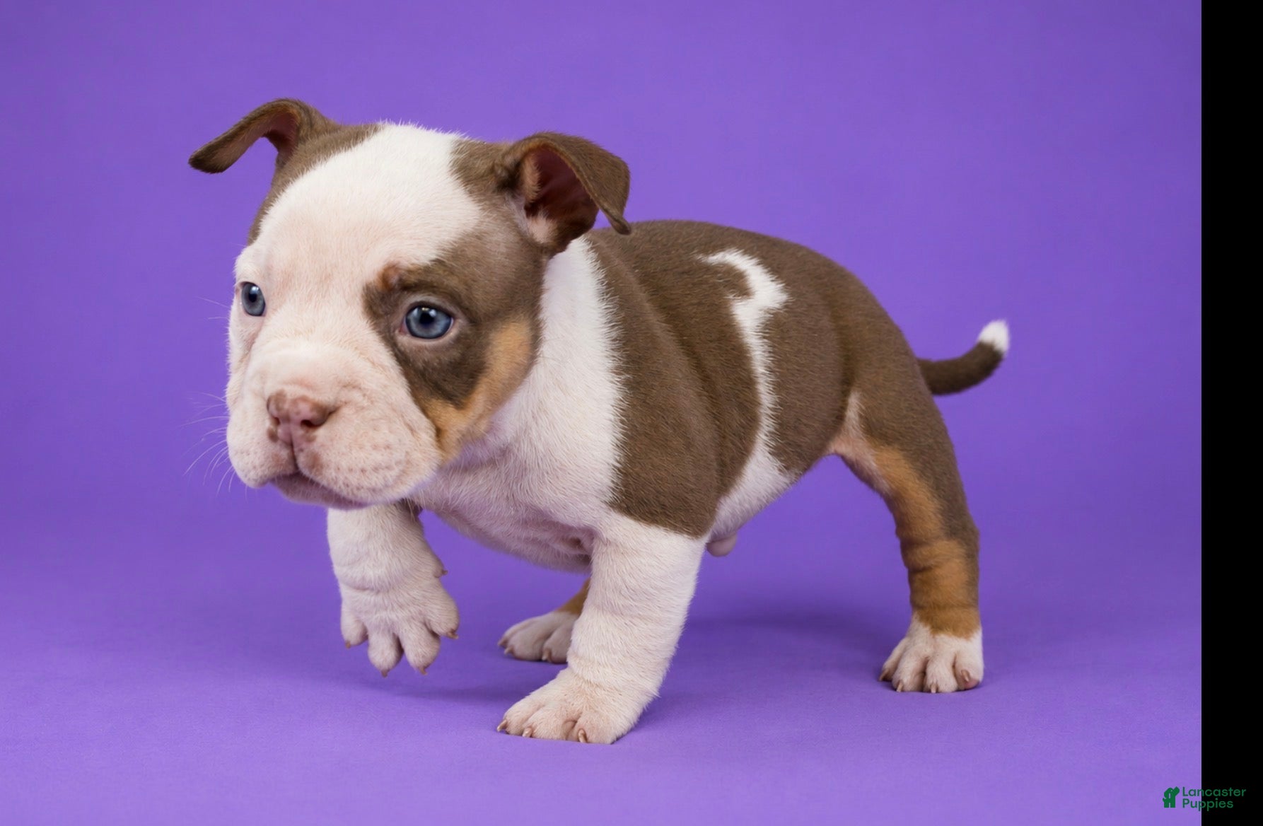 American Bully dogs Piebald Chocolate Tri Male - Ad 2