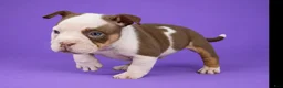 American Bully dogs for sale: Piebald Chocolate Tri Male - Ad 2