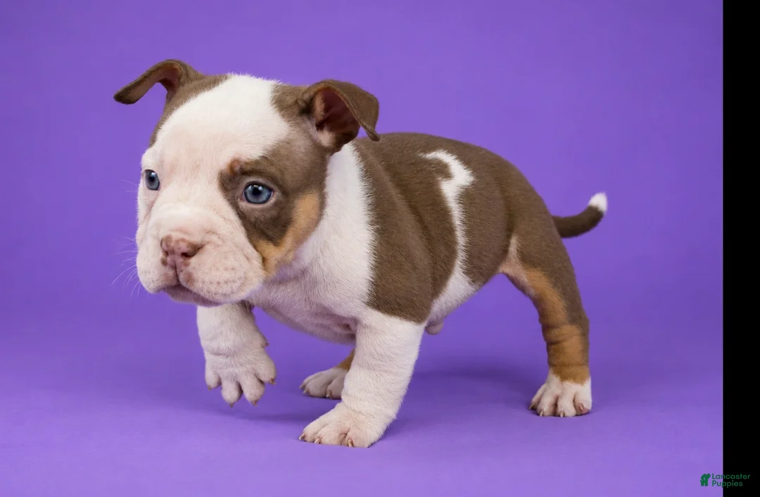 American Bully dogs for sale: Piebald Chocolate Tri Male - Ad 2