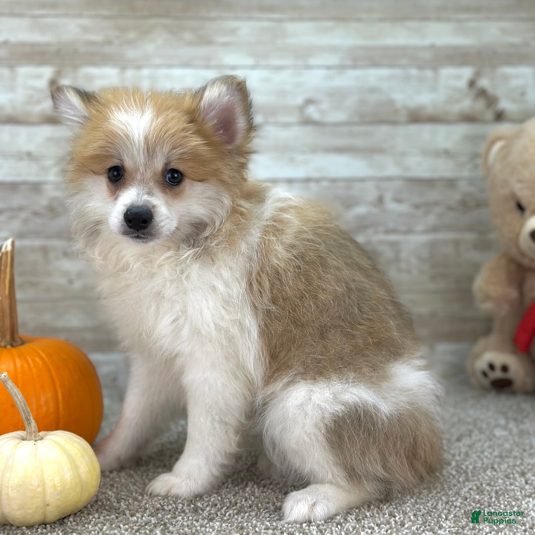 Pomeranian dogs for sale: Rocky - Ad 2