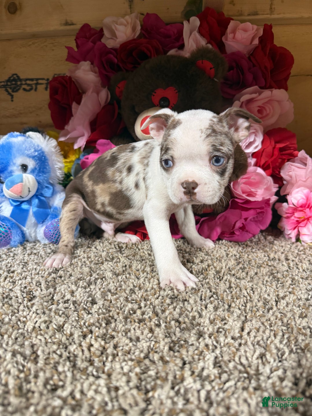 Boston Terrier dogs for sale: Boston Terrier Puppy 2 - Ad 3