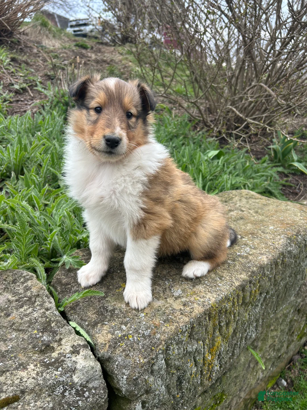Collie dogs for sale: Snap - Ad 2