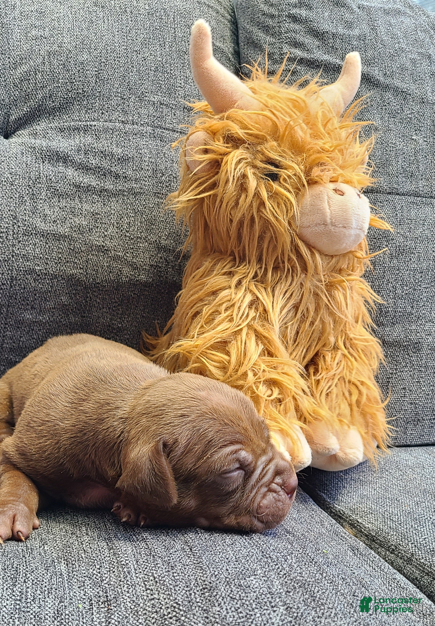 American Bully dogs Jacob - Ad 2