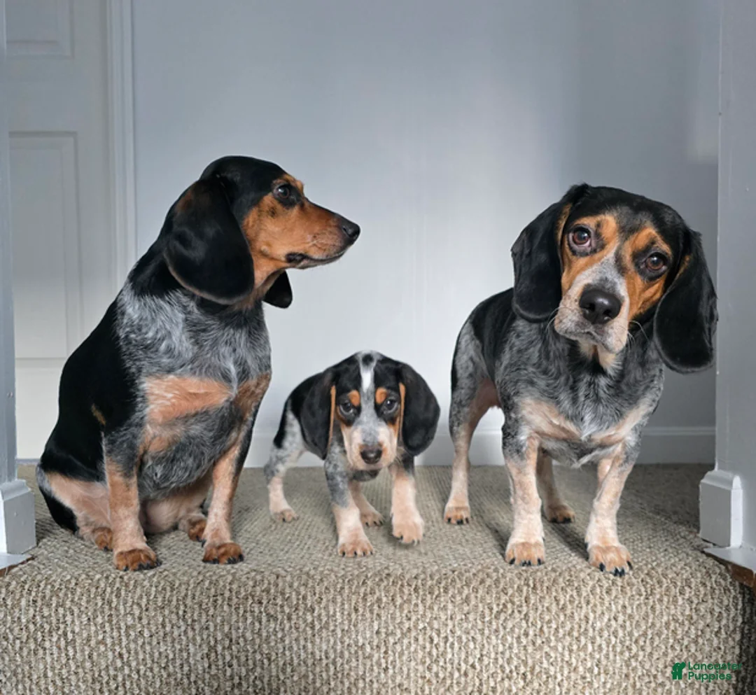 Beagle dogs for sale: Paczki - Ad 3