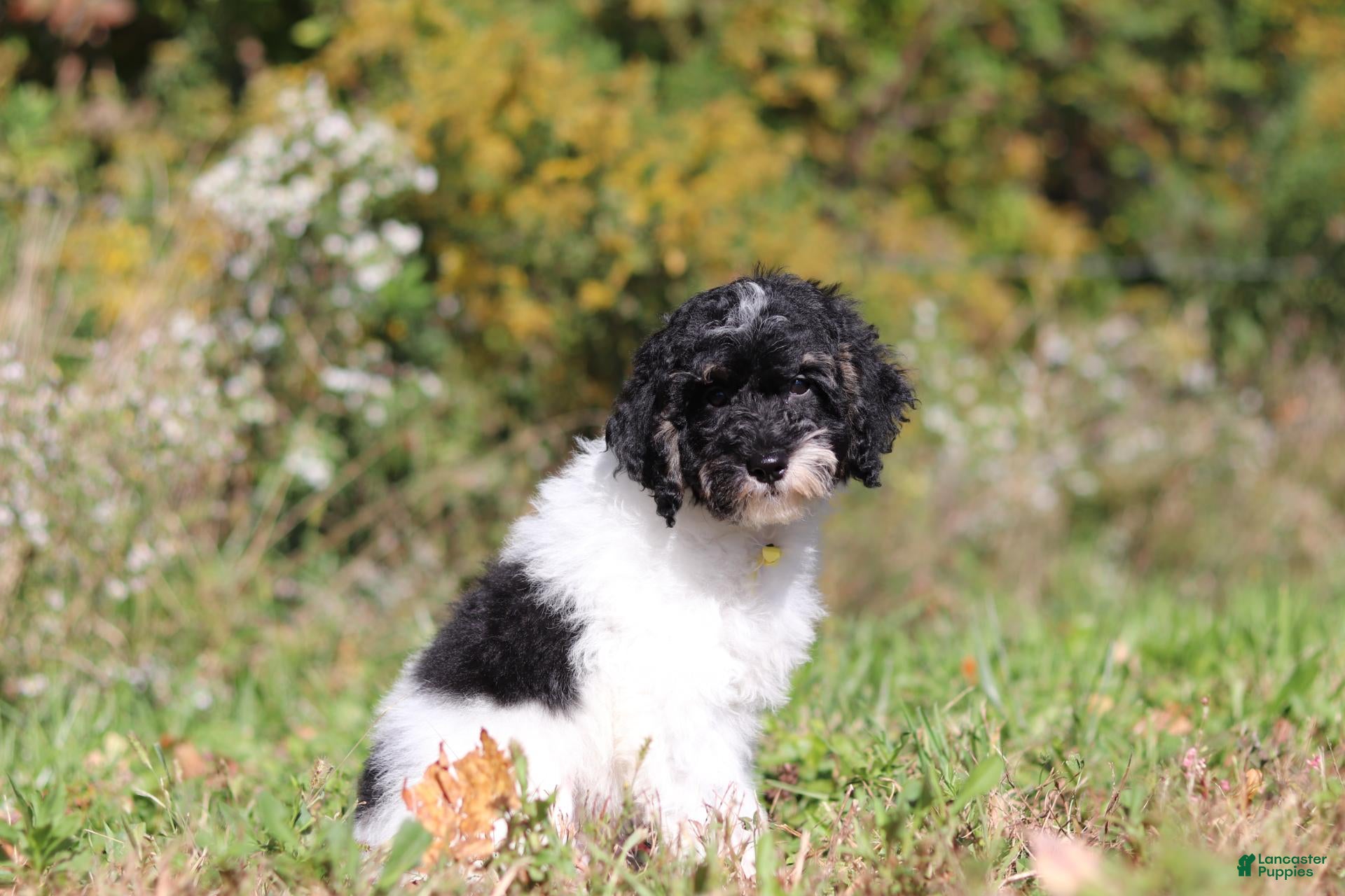 Miniature Poodle dogs Maverick (AKC) - Ad 2