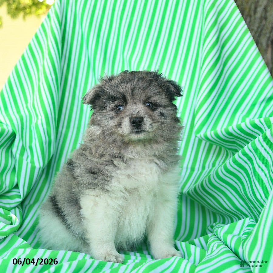 Pomeranian dogs for sale: Randall  - Ad 1
