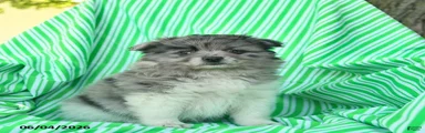 Randall 