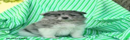Pomeranian dogs for sale: Randall  - Ad 1