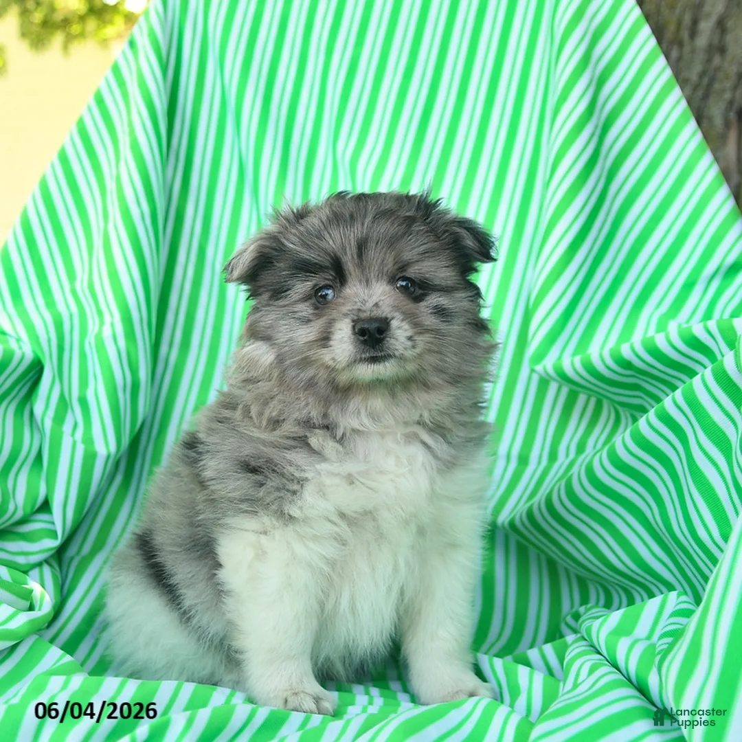 Pomeranian dogs for sale: Randall  - Ad 1