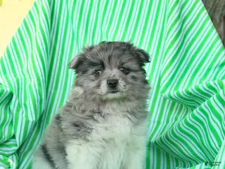Pomeranian dogs for sale: Randall - Ad 1