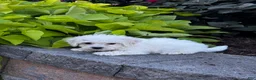 Bichon Frise dogs for sale: Buddy  - Ad 5