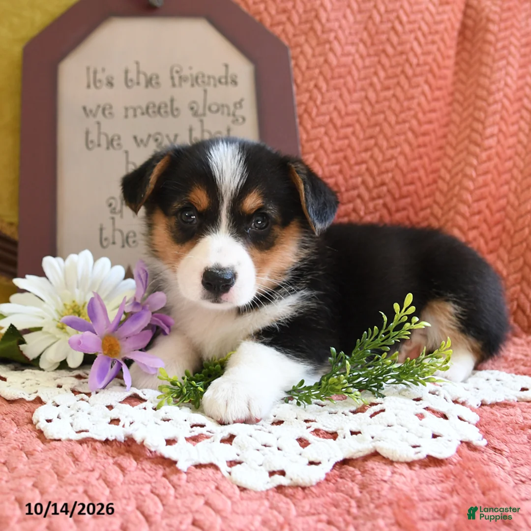 Welsh Corgi Pembroke dogs for sale: Emmy - Ad 1