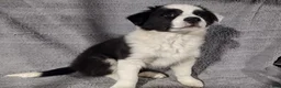 Border Collie dogs for sale: Benji  - Ad 2