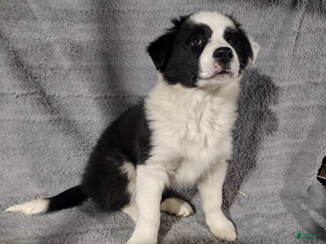 Border Collie dogs for sale: Benji  - Ad 2