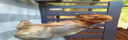Yorkshire Terrier dogs for sale: Sammy - Ad 10