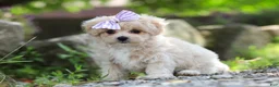 Maltipoo dogs for sale: Poppie - Ad 5