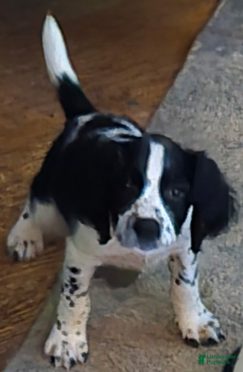 English Springer Spaniel dogs Stryker - Ad 1