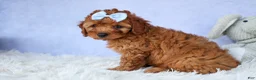 Cavapoo dogs for sale: TYSON - Ad 14
