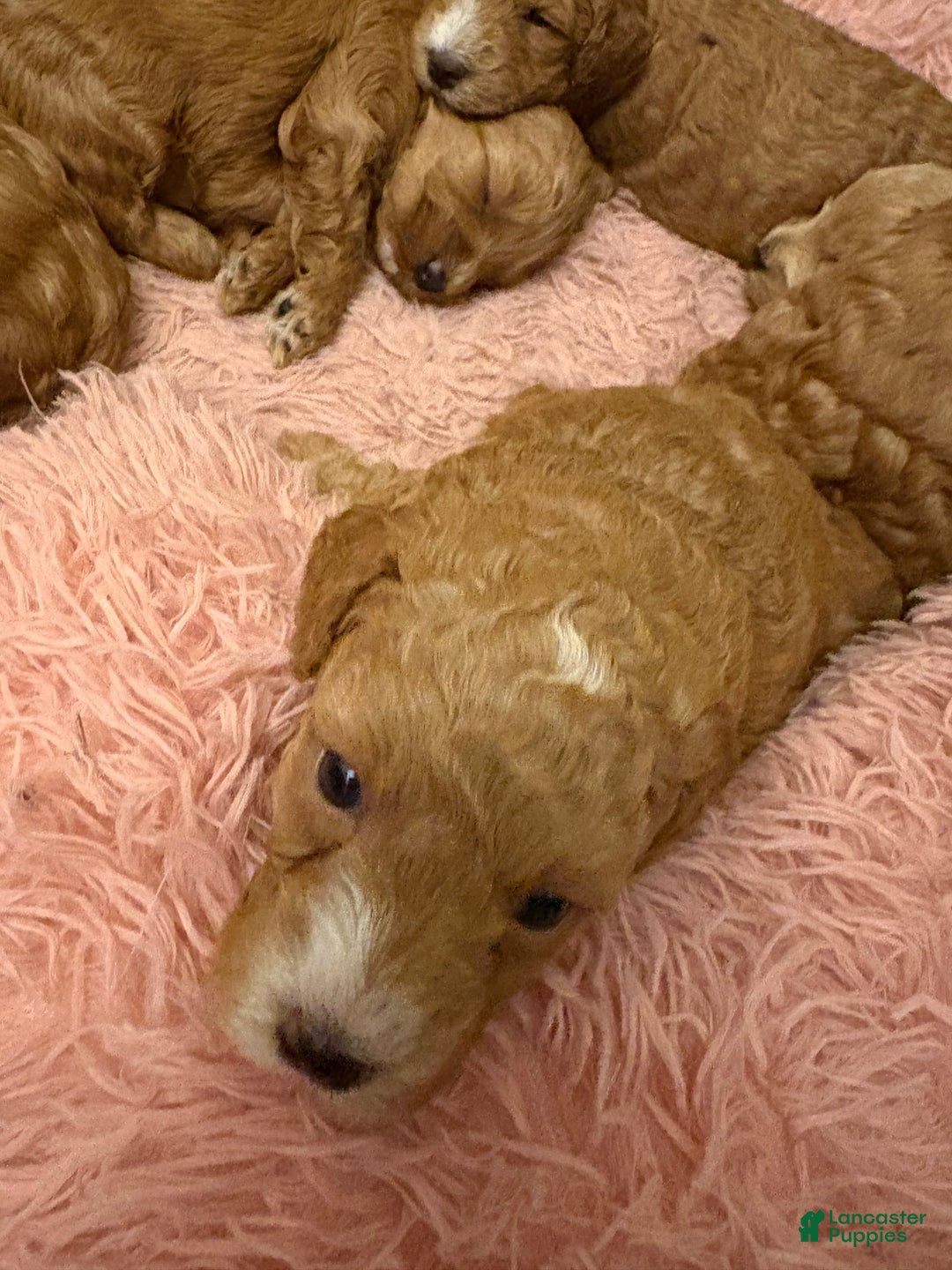 Mixed Breed dogs for sale: Mixed Breed litter of 6 puppies - Ad 1