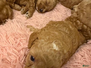 Mixed Breed dogs Mixed Breed litter of 6 puppies - Ad 16