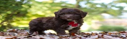 Mini Aussiedoodle dogs for sale: Cody - Ad 4