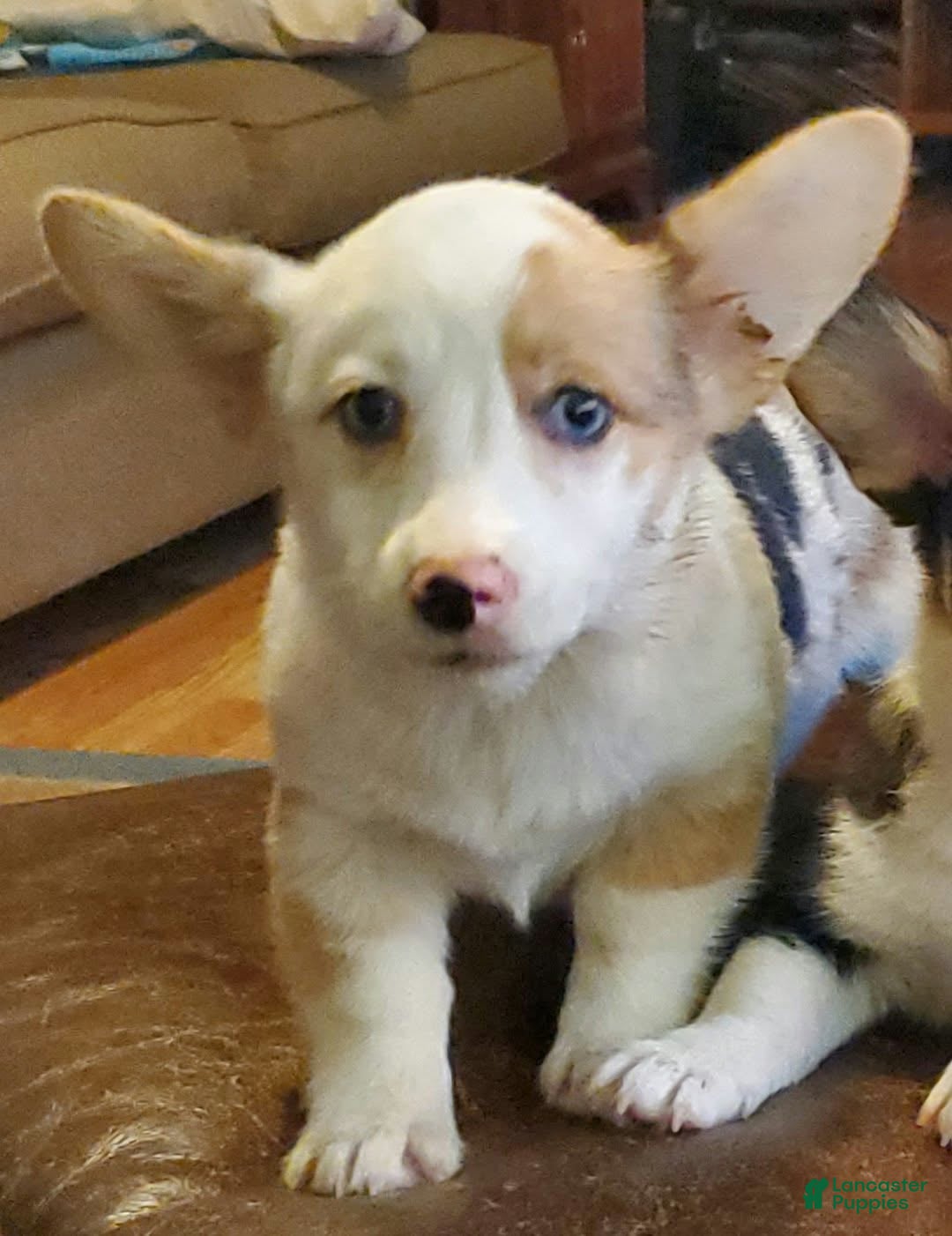 Welsh Corgi Pembroke dogs for sale: Jolene - Ad 1