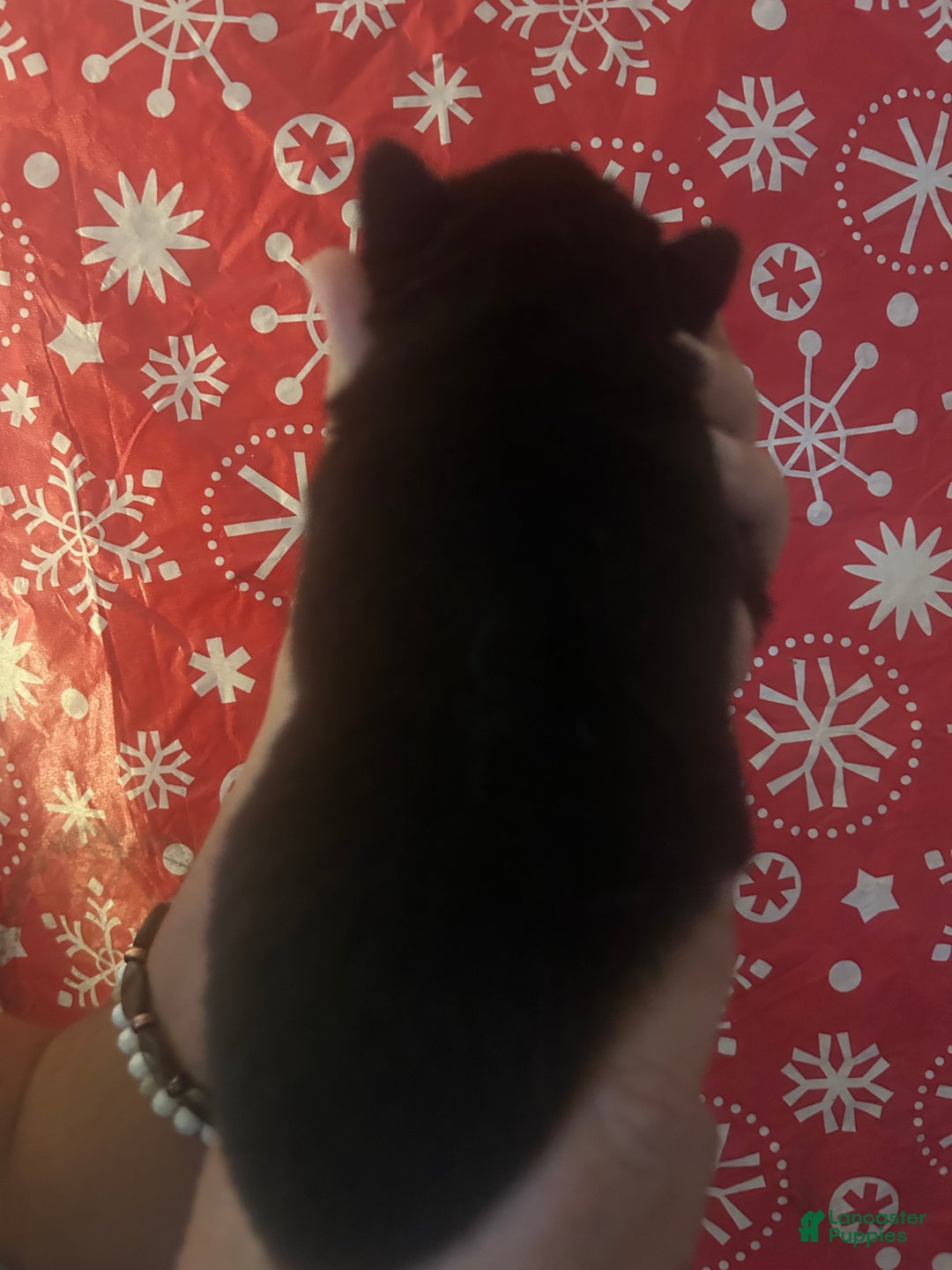 Gerberian Shepsky dogs for sale: Sheena Gerberian Shepsky Puppy 6 - Ad 2